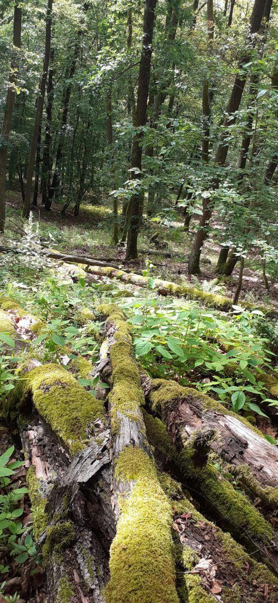 plot for sale, 8,759 m², Vráž, Středočeský Region